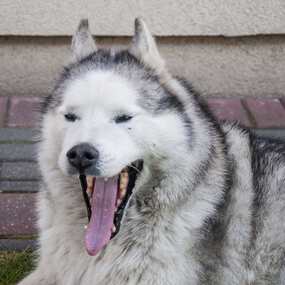 Cheyen the Dog