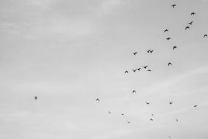 Birds and balloons