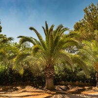 Just a Palm tree