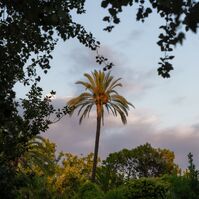 Sunlit Palm Tree
