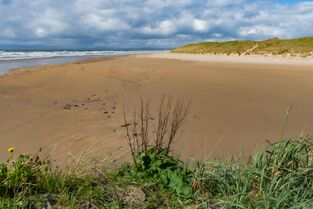 Vegetation on the beach