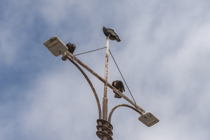 3 Turkey vultures