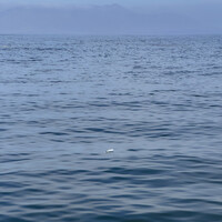 Message in a bottle