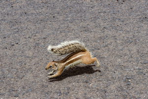 Squirrels on Fuerteventura #1