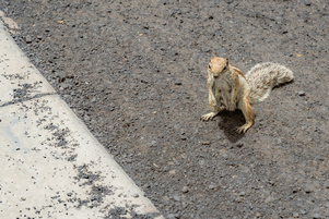 Squirrels on Fuerteventura #2
