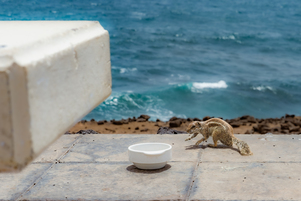 Squirrels on Fuerteventura #4