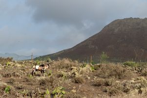 Goat near Mirador de la Piedra